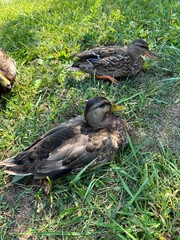 Ducks Near Lake