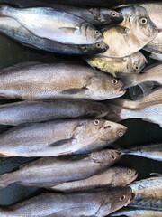 Fresh snapper and variety of fishes for sale in the main beach market in Carupano, Venezuela, close up