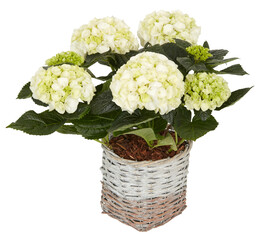 White Hydrangea in a square woven basket pot