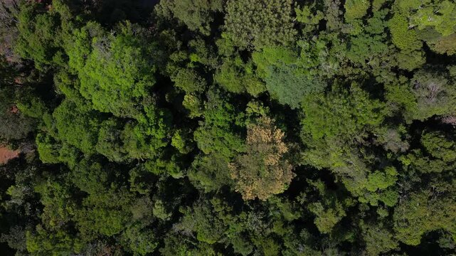 Aerial drone footage: Transition from pristine native forest to a timber storage yard in the brazilian Amazon rainforest
