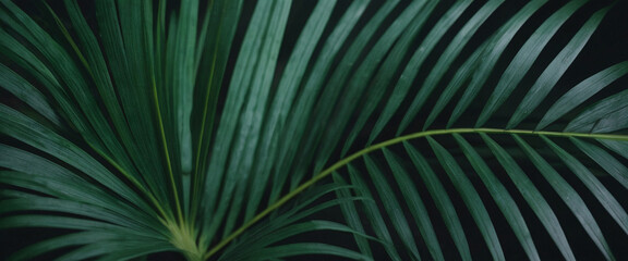Green Palm Leaf Texture