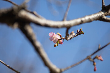 咲き始めた河津桜の花