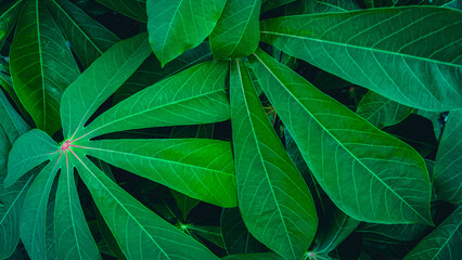 green leaves background