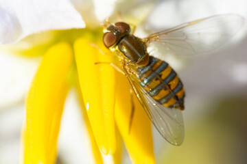 dragonfly on a flower