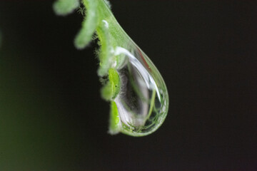drop on a leaf