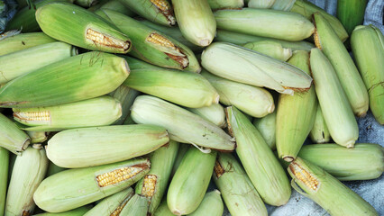 Pile of raw corn from harvest. Focus selected