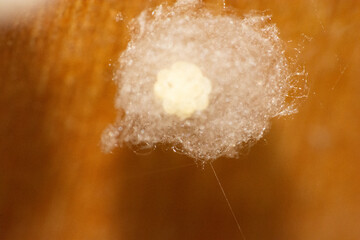 close up of arachnid egg
