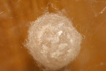 close up of arachnid egg