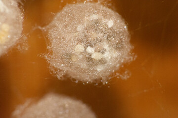 close up of arachnid egg