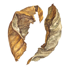 Set with watercolor hand-drawn autumn dry yellow leaf isolated on white background. Forest nature plant foliage leaves. Clipart for halloween sticker or card. Wallpaper or wrapping and sketchbook
