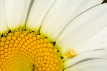 daisy flower closeup