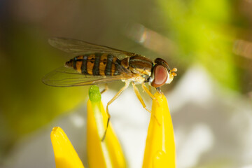 macro of a fly