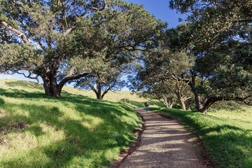 Country foot path and pohutukawa grove on Mangere Mountain, Auckland, Auckland, New Zealand.