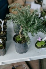 Rosemary Plant for sale in a farmers market in Auckland, New Zealand.