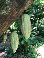 Venezuela porcelana ancestral Criollo cocoa bean in Paria Peninsula,  Venezuelan cocoa has been recognized in many countries, as the best cocoa origin in the world