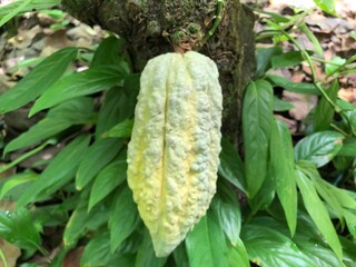 Venezuela porcelana ancestral Criollo cocoa bean in Paria Peninsula, with unique notes sweetness of malt, nuts and pekans.