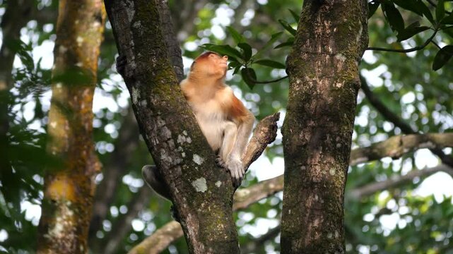 Selective focus proboscis monkey in the wild, sitting on tree, at mangrove forest at Tarakan, Indonesia. Proboscis monkey foraging at mangrove forest. Wild nature stock footage.	