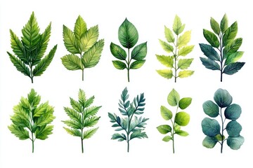 Watercolor Illustration of Ten Green Leaves