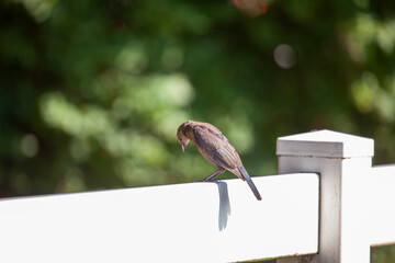 little cute bird looking down from fence with blurry forest background. high quality picture for bridwatchers and animal lovers to download.