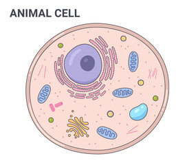 Vector illustration of the Animal cell anatomy structure. Educational infographic	
