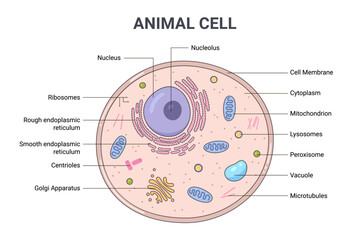 Vector illustration of the Animal cell anatomy structure. Educational infographic	
