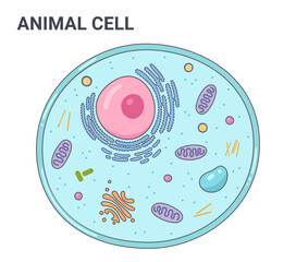Vector illustration of the Animal cell anatomy structure. Educational infographic	
