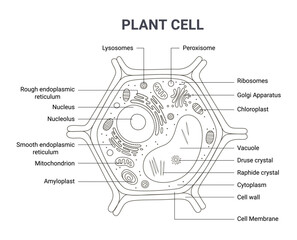 Obraz premium Illustration of the Plant cell anatomy structure. Vector infographic with nucleus, mitochondria, endoplasmic reticulum, golgi apparatus, cytoplasm, wall membrane etc