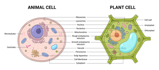 Vector illustration of the Plant and Animal cell anatomy structure. Educational infographic 