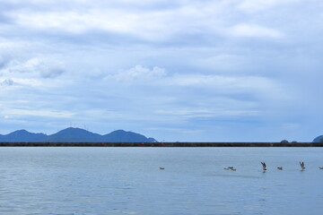 漁港の湾内で休む鳥
