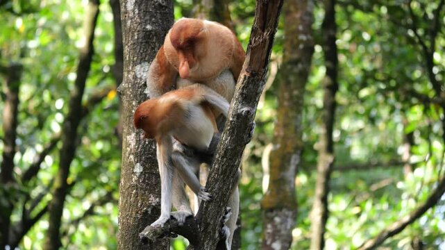 Pair Proboscis Monkeys mating sex	
