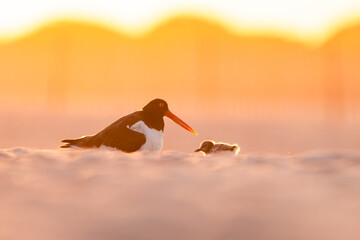 Oystercatcher and Chick Against The Sunrise