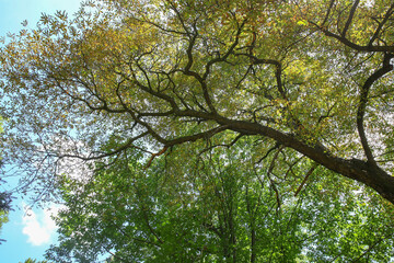Branches of beautiful trees with green leaves outdoors, bottom view