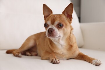 Cute Chihuahua dog lying on soft sofa indoors