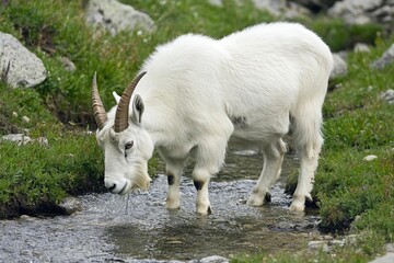 Obraz premium A white mountain goat stands in a shallow stream drinking water, with lush green vegetation surrounding the stream.
