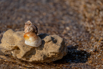 Shells on a stone on the seashore.