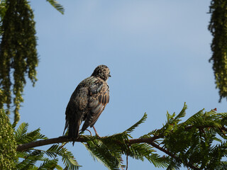 bird perched on a branch