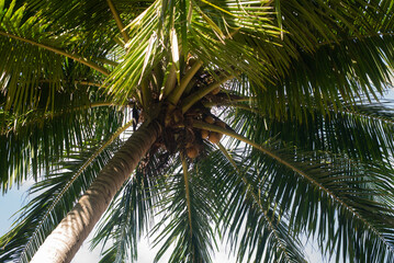 Tranquil, idyllic tropical ocean beach with palm trees.