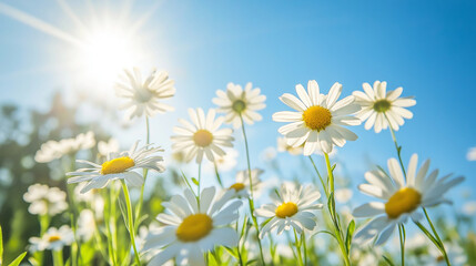 Fototapeta premium A group of fresh, white daisies in a wild meadow, with a clear blue sky above. The sun’s rays shine through the petals, highlighting their natural beauty and simplicity