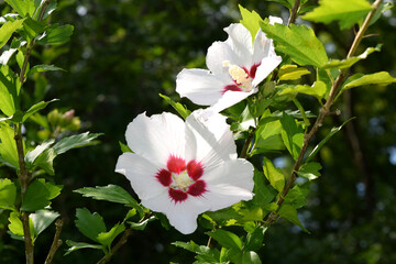 Rose Of Sharon Plant Growing in a Deep Green Garden