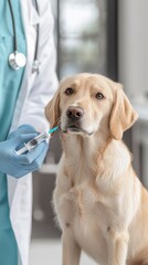 A veterinarian prepares to administer a vaccination to a calm golden retriever.