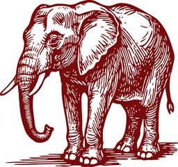 Beautiful Classic Hand Drawing Elephant Illustration
