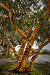 Fototapeta premium Eucalyptus camaldulensis or River Red Gum
