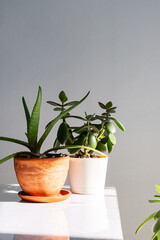 Aloe vera and money tree plants in sunlight on the shelf.