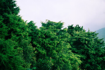 Beautiful and romantic pine and fir forest wallpaper in the mountains. beautiful nature