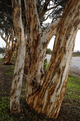 Eucalyptus camaldulensis or River Red Gum