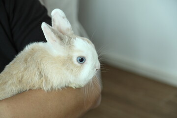 Obraz premium Cute Young Rabbit