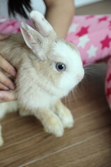 Obraz premium Cute Young Rabbit