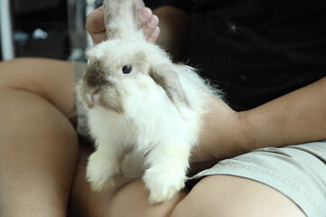 Obraz premium Cute Young Rabbit