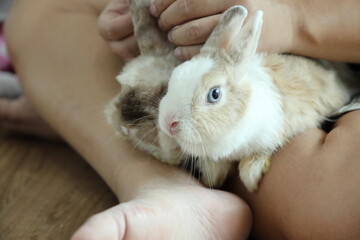 Obraz premium Cute Young Rabbit