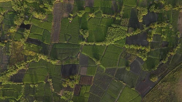 Campos Agr&iacute;colas 